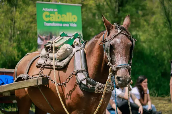 La Ceja, un municipio libre de veh&iacute;culos de tracci&oacute;n animal